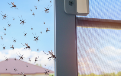 Battling the Buzz: Understanding Dubai’s Mosquito Boom and the Role of Mosquito Nets