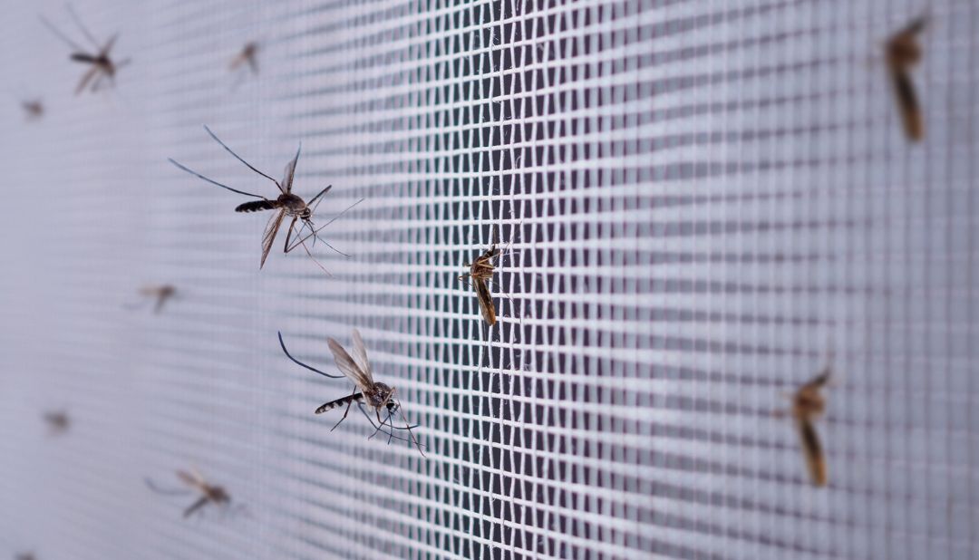 Mosquito cannot enter the house because of the screen.
