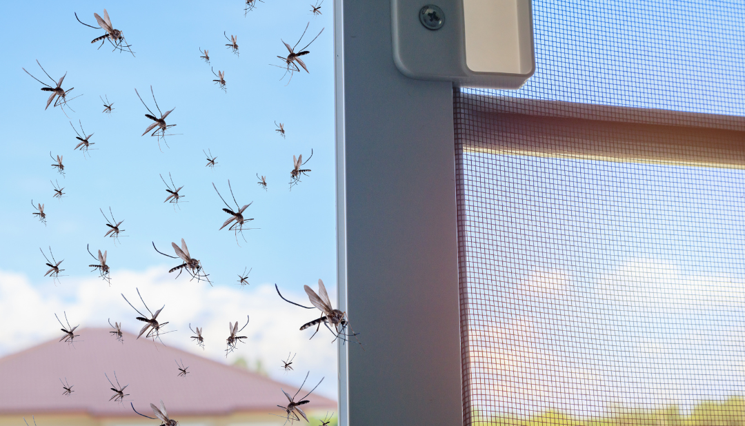 Battling the Buzz: Understanding Dubai’s Mosquito Boom and the Role of Mosquito Nets